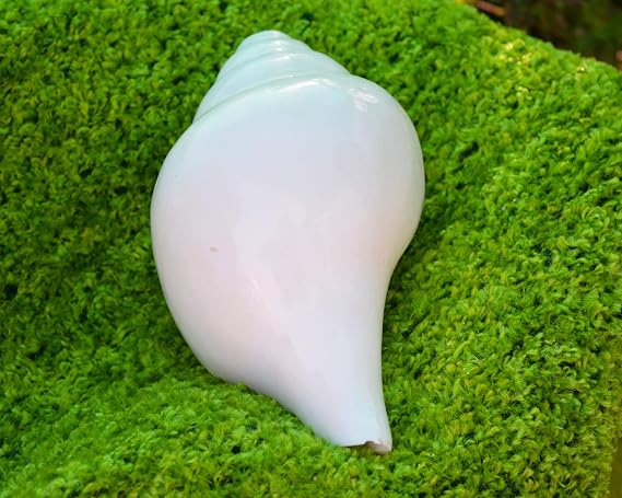 7" Inch Blowing Shankh Vamavarti Shankh Conch Shell Spiritual Natural White shankh for Pooja 1 pcs Super Quality Hindu Religion Pooja Use Natural Seashell