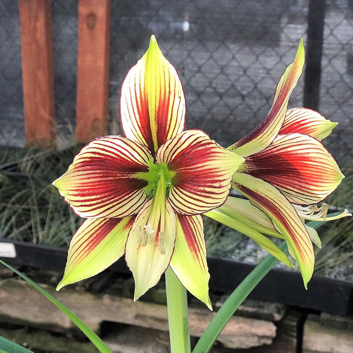 1 Exotic Amaryllis Bulb Green and Red Amaryllis Papilio Butterfly - 28  cm Bulb - Outstanding Indoor Blooms