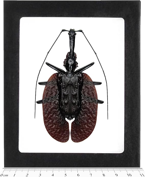 BicBugs Mormolyce phyllodes REAL FRAMED VIOLIN GUITAR BANJO BEETLE INDONESIA