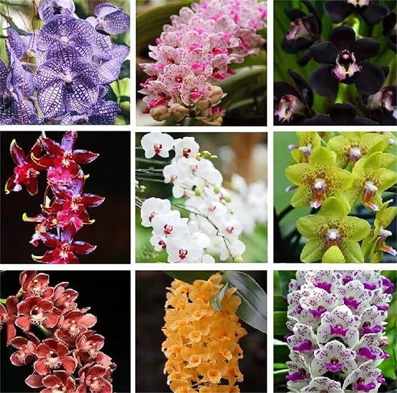 zcbang Rare Varieties Cymbidium Orchid Seeds Cymbidium Seeds Mixed Color 100Pcs