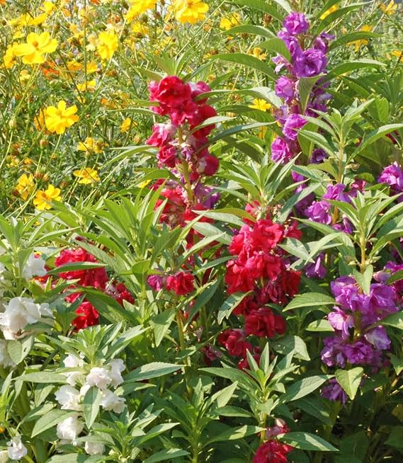 250 Balsam Flower Seeds, Camellia Flowered Mix, Impatiens balsamina