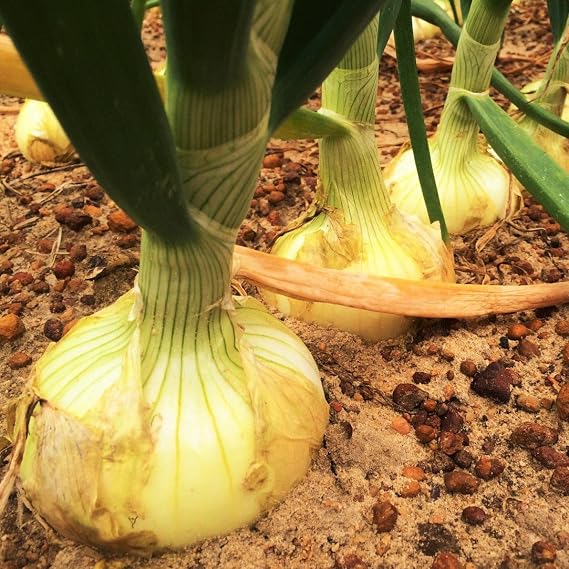 TomorrowSeeds - Vidalia Onion (Yellow Granex) Seeds - 200+ Count - for 2026 Planting Vidalia Noonday Super Sweet Short Day USA Garden Vegetable Green Onions Scallion Non-GMO Heirloom Grow Your Own