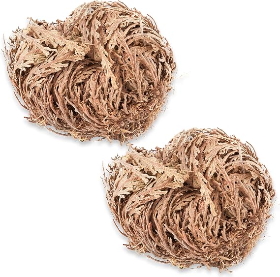 TWO - Rose of Jericho Flower I MEDIUM Size | Flor de Jerico - Resurrection Plant | Selaginella Lepidophylla | Dried Rose I Doradilla Plant | 3''' - 4'' each I Spiritual Cleansing, Luck, and Prosperity