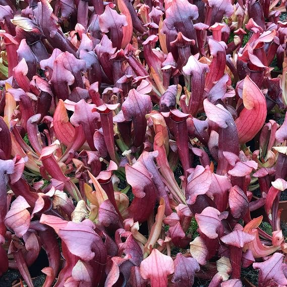 Sarracenia Hybrid Maroon Pitcher Plant - Low Maintenance Carnivorous Plants - Fly Eating Plant Indoor Makes a Thoughtful Gift - Ideal Fly Catcher Plants for Natural Pest Control (9cm Pot, 15-25cm)