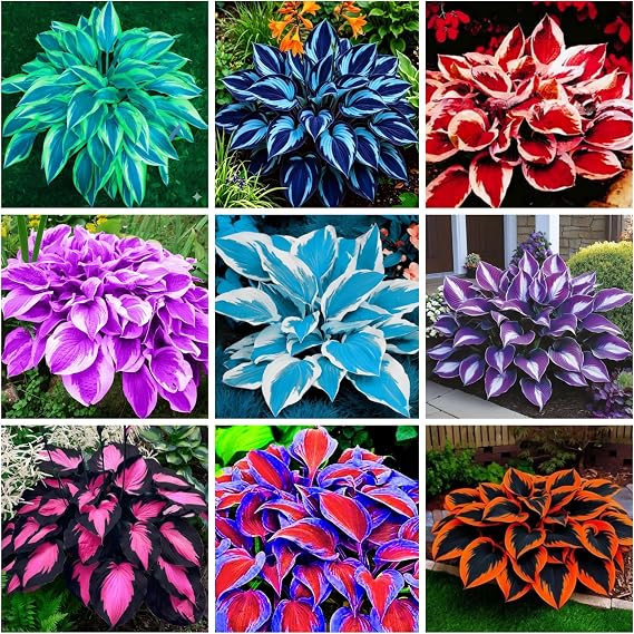 390+ Rare Hosta Seeds for Planting Perennial Heart-Shaped Hosta Bare Roots - Rich Foliage, Heart Shaped Leaves, Outdoor Garden Attract Pollinators Bonsai Decoration