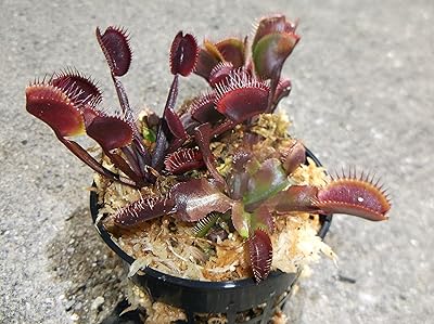 3 Small Sized Red Dragon Venus Flytraps - Fly Trap - Dionaea Muscipula Carnivorous Plant 3 inch Pot
