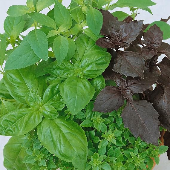 Sustainable Seed Co Organic Culinary Blend Basil Seeds 2 Gram ~1,350 Seeds | Genovese, Lemon, Lime, Thai & Dark Opal80 DaysNon-GMO, Open-PollinatedGrow in Containers or MicrogreensAnnual HerbOcimum
