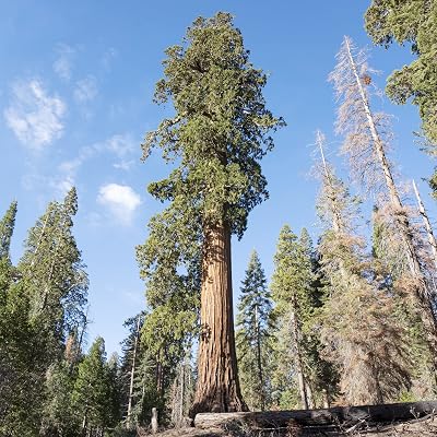 Giant Sequoia Seeds Sequoiadendron Giganteum Long Lifespan Evergreen Leaves Low Maintenance for Outdoor Space 40Pcs Seeds by YEGAOL Garden