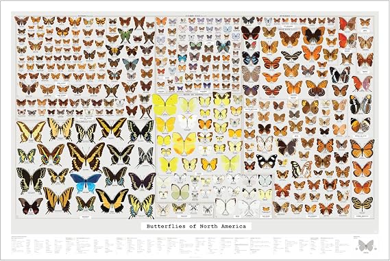 Pop Chart | Butterflies of North America | 36" x 24" Large-Format Art Print | All Notable Butterfly Species in the United States Illustrated | Perfect Wall Decor for Nature Lovers | 100% Made in the US