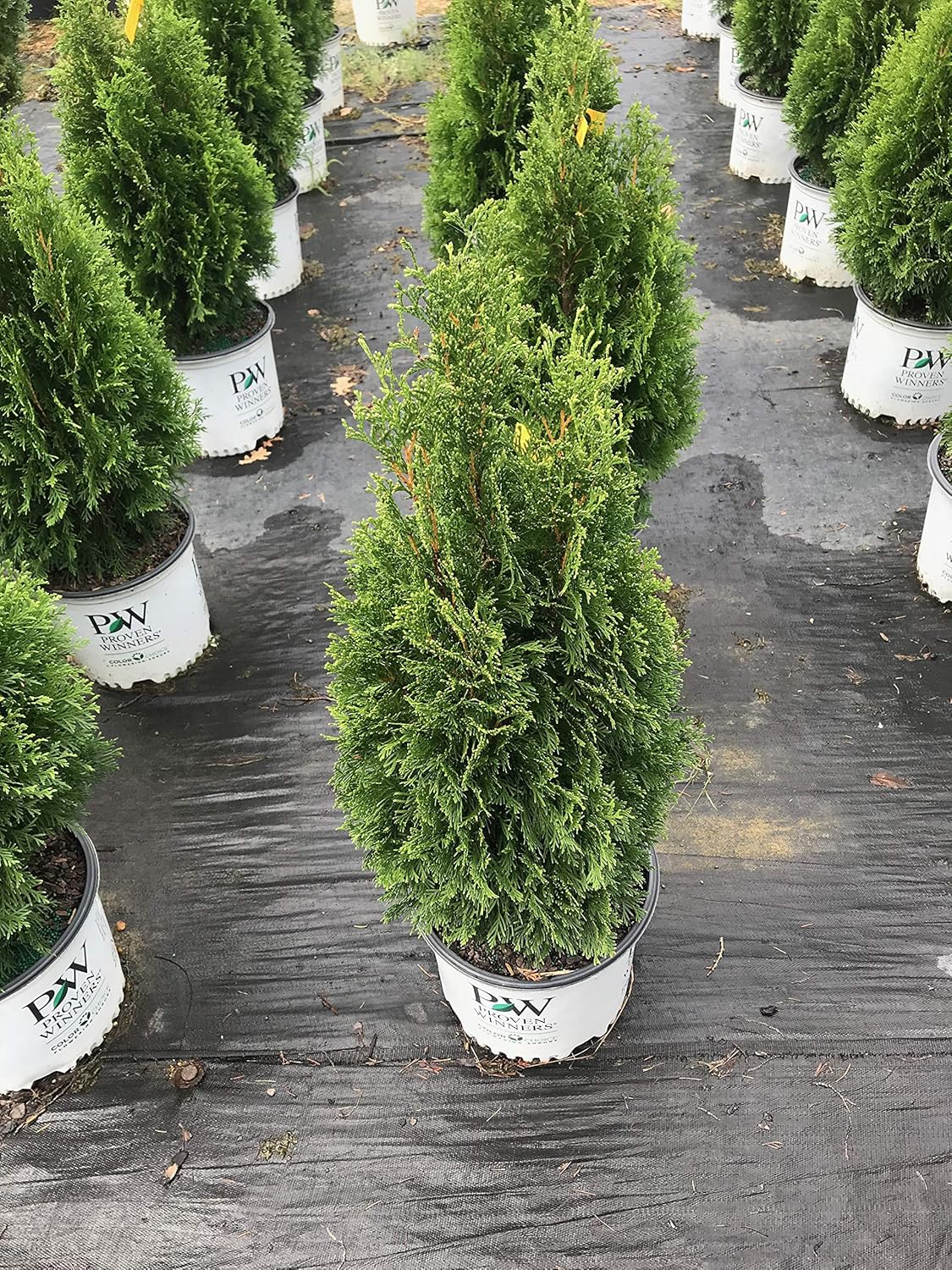 Emerald Green Arborvitae Thuja occidentalis Emerald Green